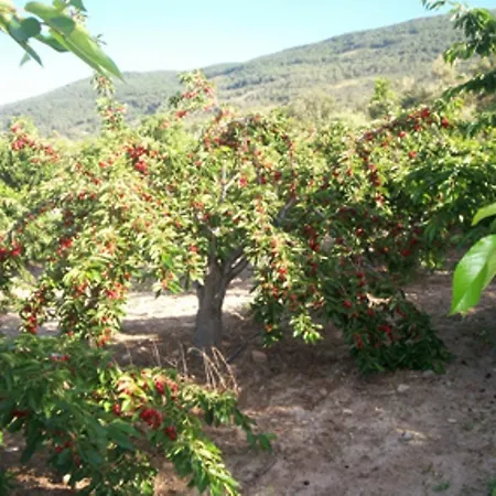 Las Calabazas Barrado Room photo