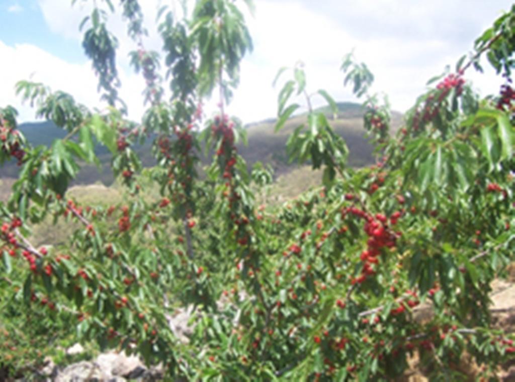 Calabazas