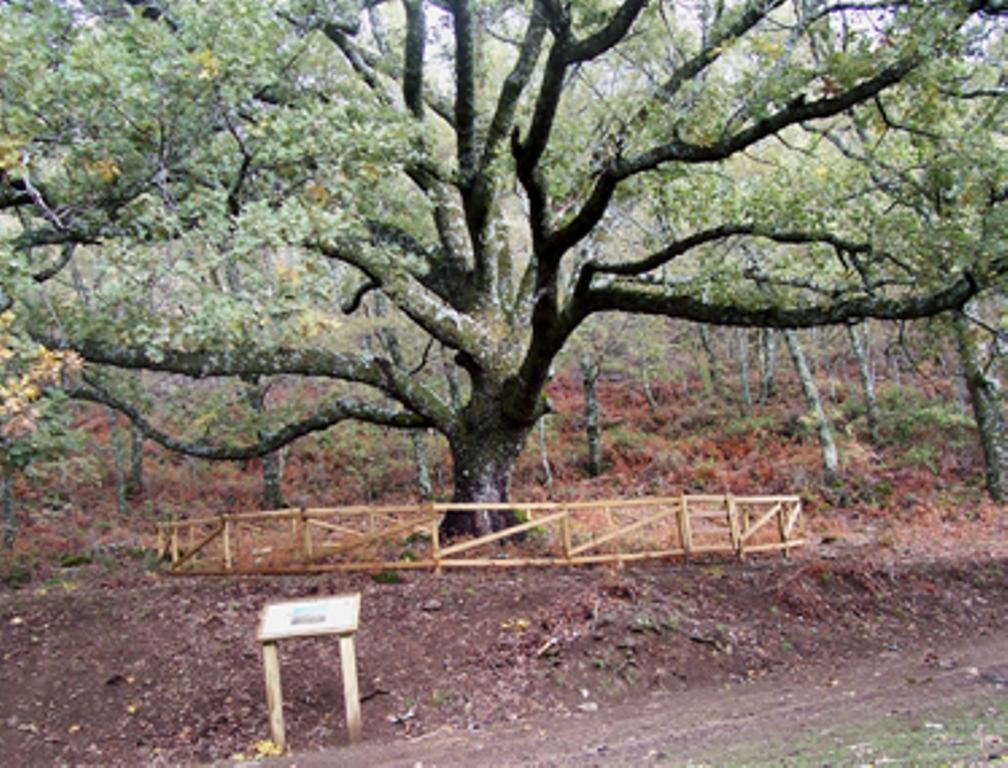 Calabazas Barrado